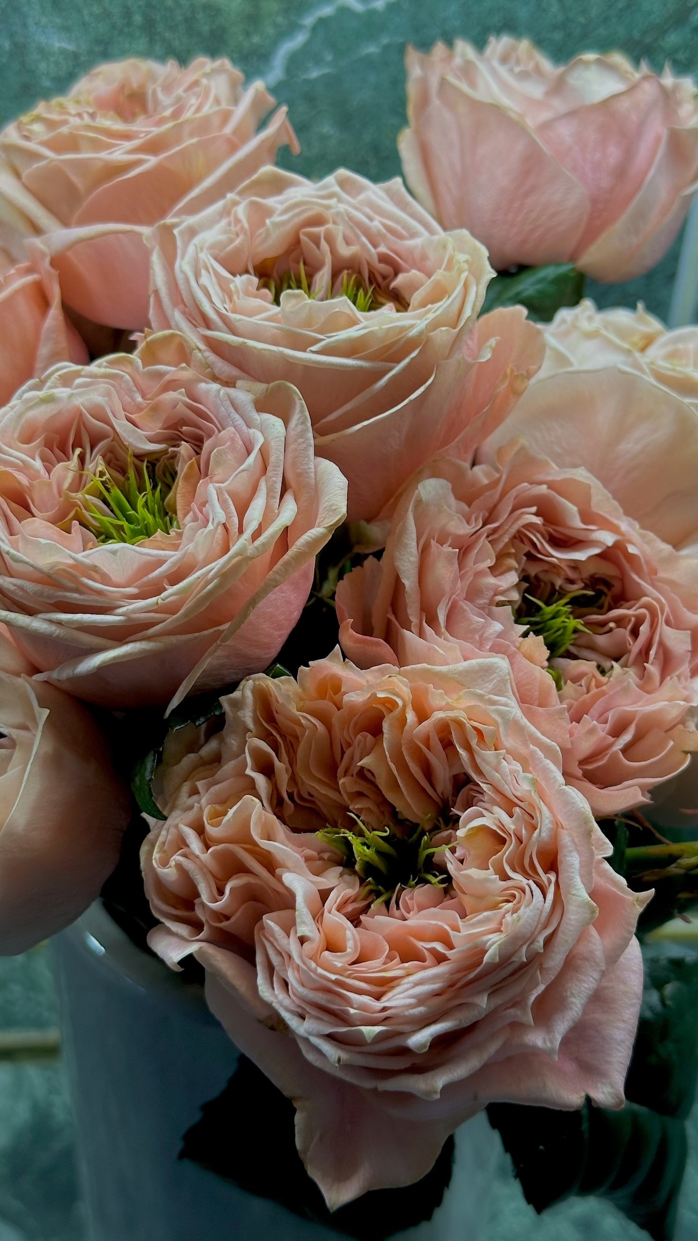 Пионовидные розы Ридженс Парк