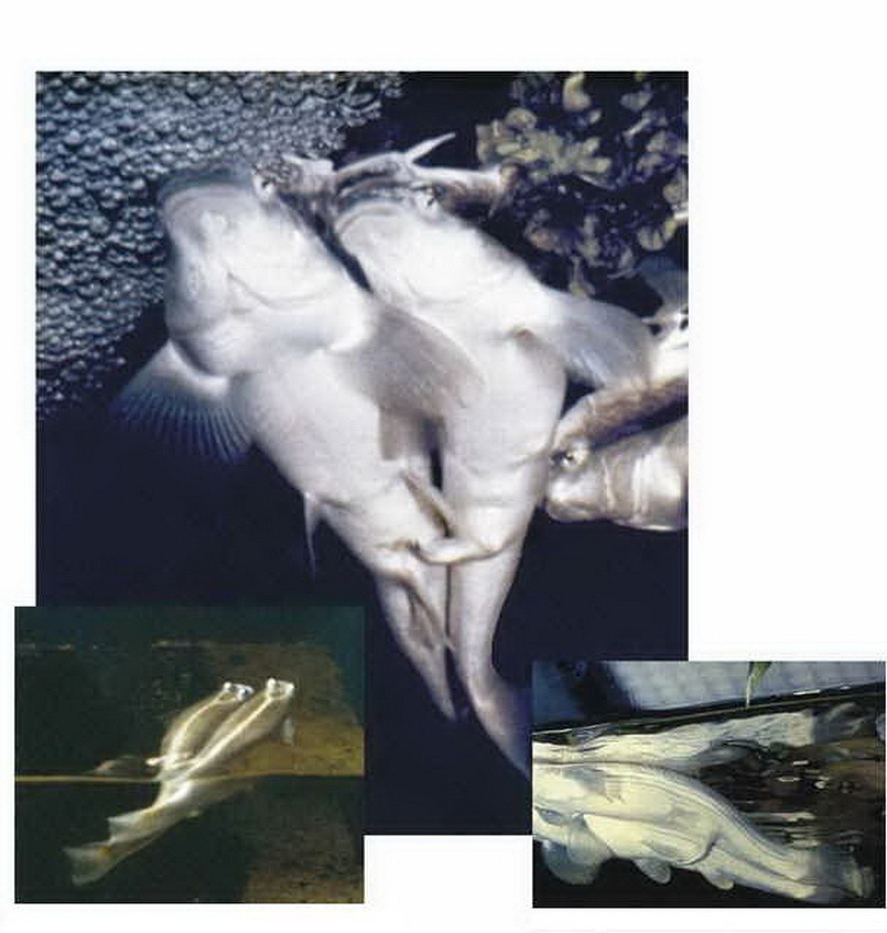 Как спариваются рыбы. Рыба как он любит. Рыба как он любит. Рыба как он любит. Уак выбовть свежуюрыбу.