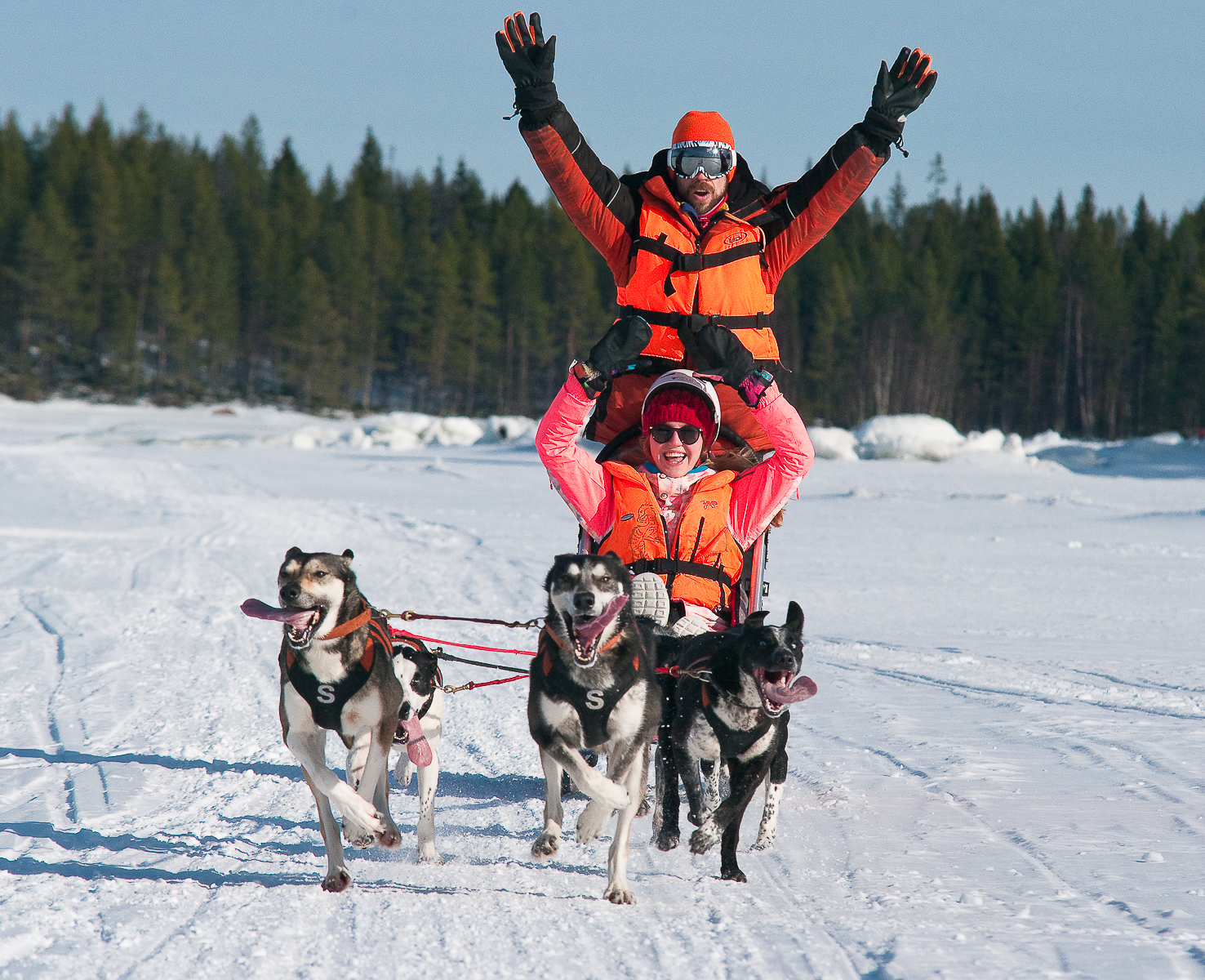 собака за полярным кругом