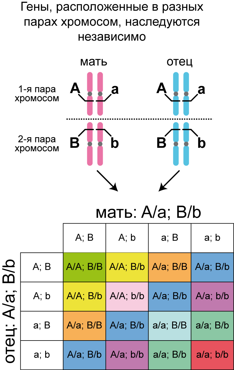 Обе пары генов расположены в разных хромосомах. Сцепленное наследование аллельных генов. Сцепленное наследование и независимое наследование. Суепление наследование и независимого наследования. Гены в разных хромосомах.