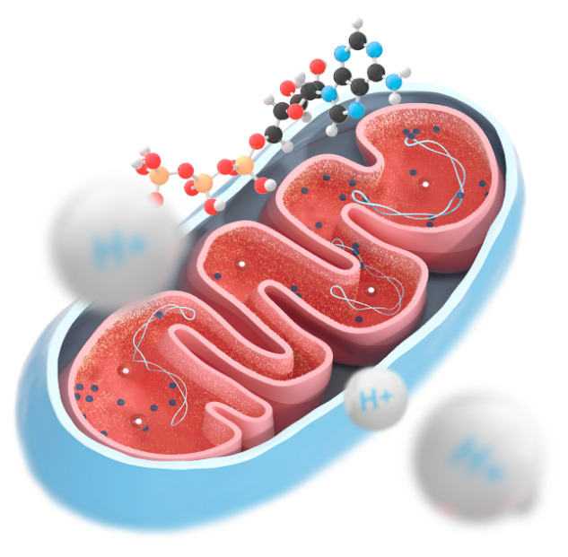 Производство аденозинтрифосфата в митохондрии