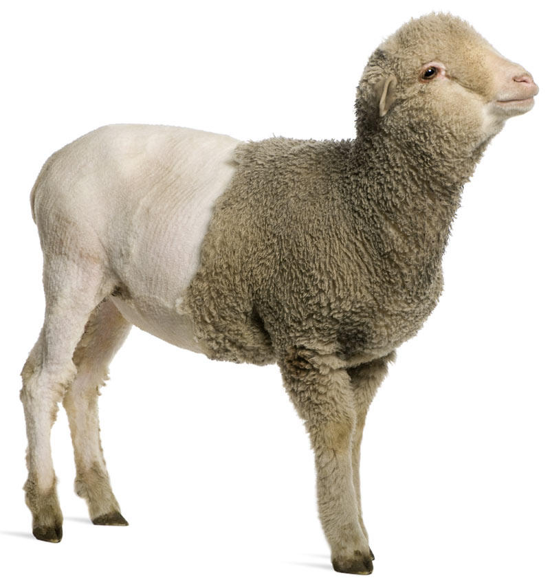 Мериносовата вълна се произвежда от специален вид овце. Мерино вълната се характеризира с мекота, тя е гладка на допир и изключително фина.