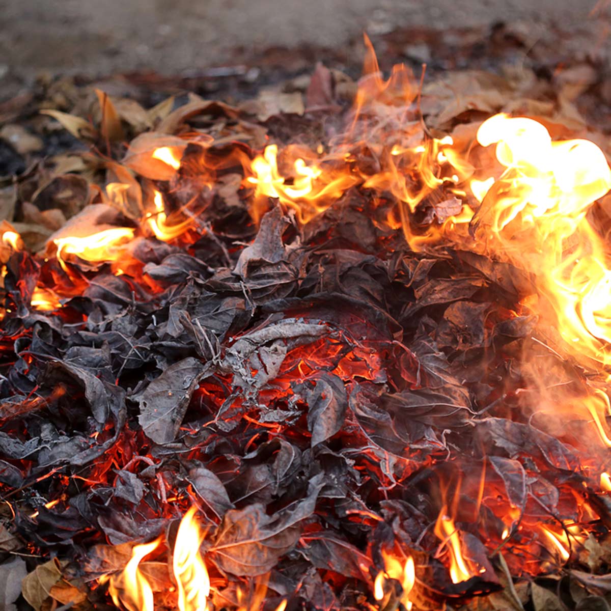 Burning leaves