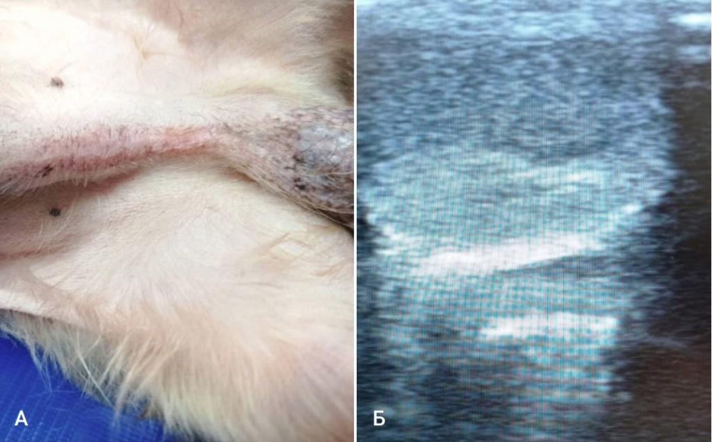 Гиперэстрогенизм у йоркширского терьера. Клинический случай, изображение №1
