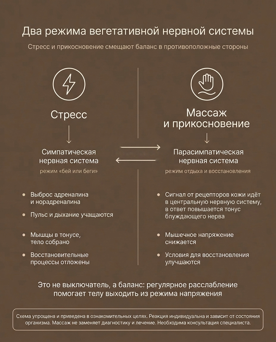 Как массаж переключает нервную систему из режима стресса в режим отдыха