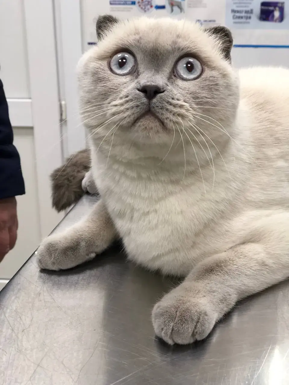 Светлая британская кошка
