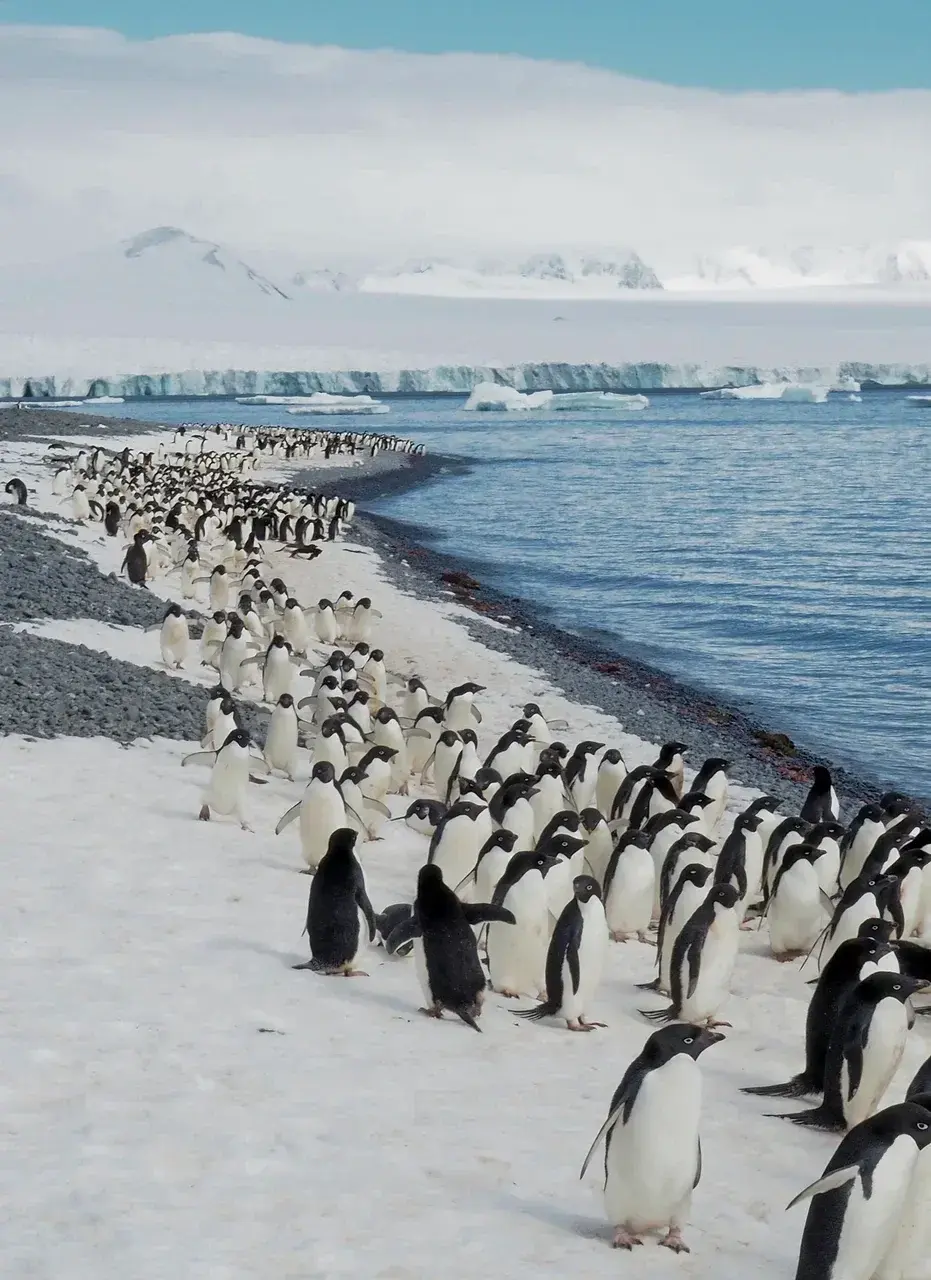 Large Adélie penguin colony gathered along the snowy shoreline of the Antarctic Peninsula. Hundreds of Adélie penguins make their way between the breeding colony and the ocean, with glaciers and floating icebergs creating a spectacular Antarctic backdrop.