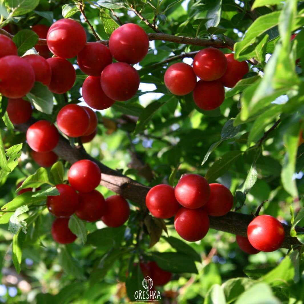 Seeds of Prunus cerasifera red medium fruits — 5 pcs