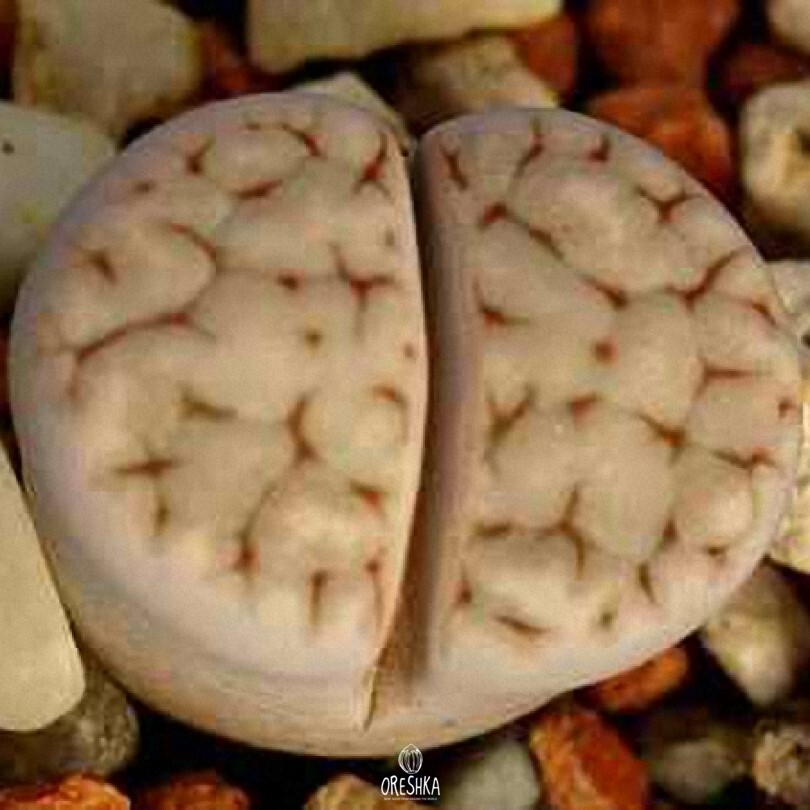 Seeds of Succulent Lithops karasmontana ssp. eberlanzii C 209 (Lithops karasmontana ssp. eberlanzii C 209)