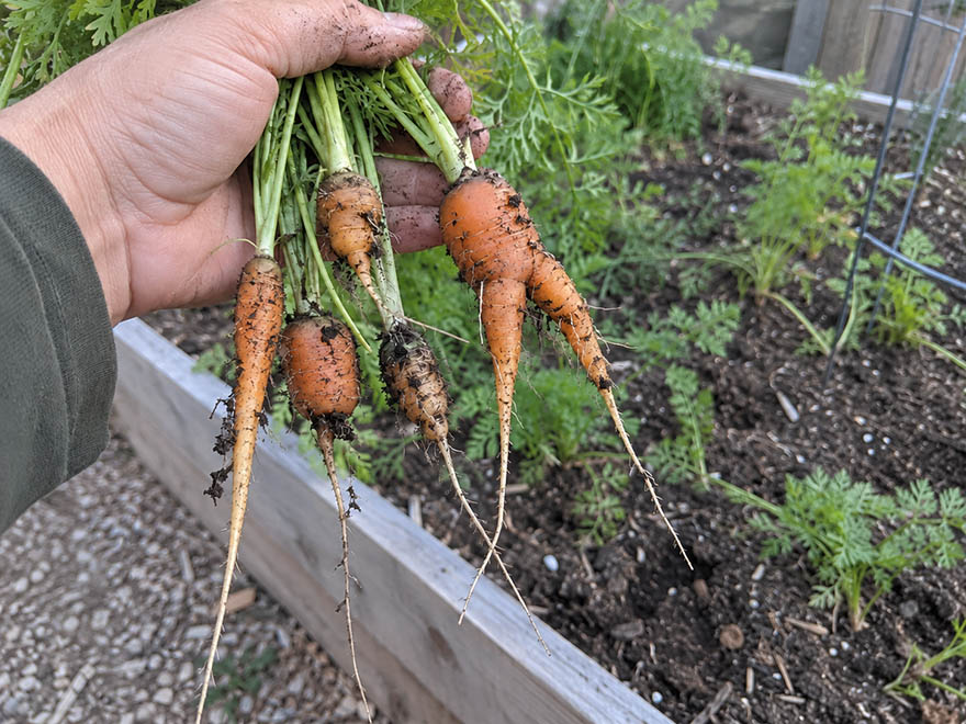 Bunch of thin and full carrots freshly pulled showing size difference