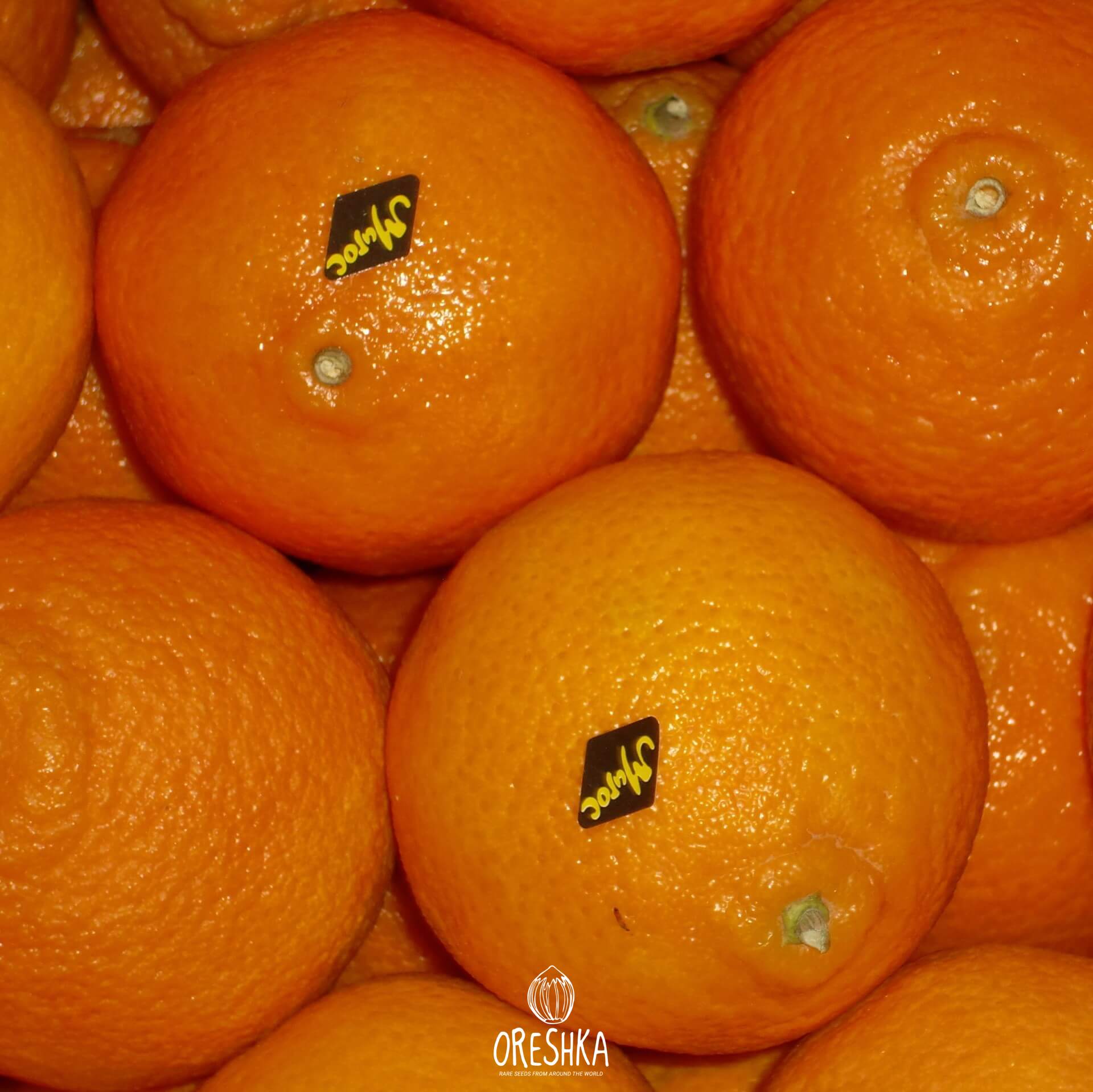 Производство мандаринов. Мандарины Марокко. Мандарин Марокко сорта. Мандарины из Марокко. Марокко мандарины и апельсины.