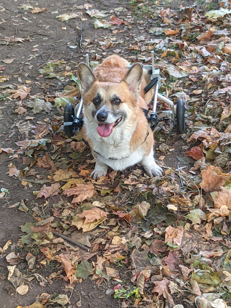 Corgi im Rollstuhl