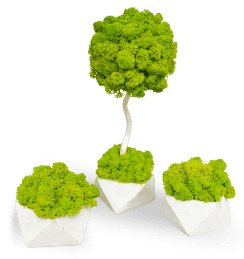 Озеленение офисов по низким ценам | Заказать озеленение в Москве и области