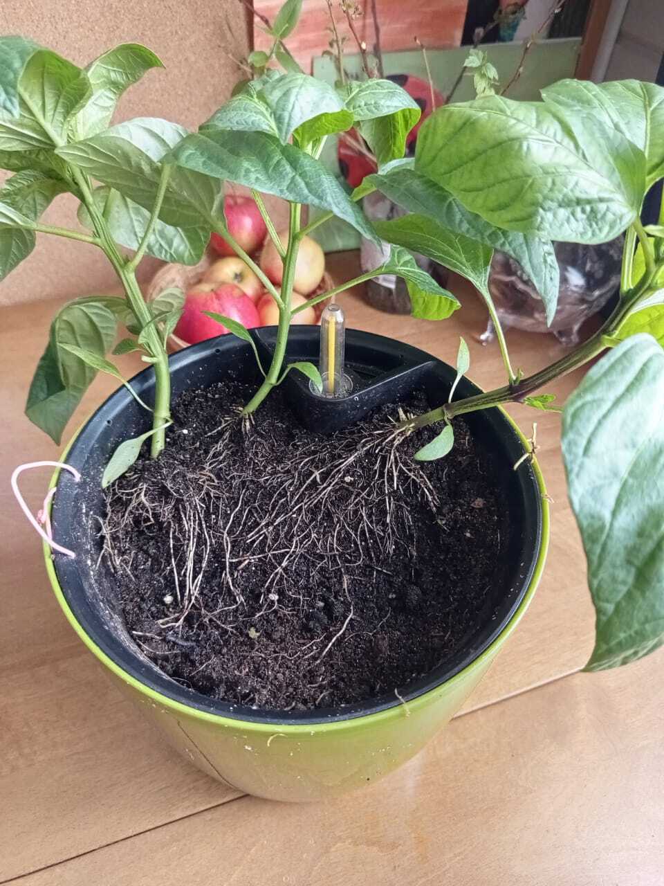 Земля для рассады