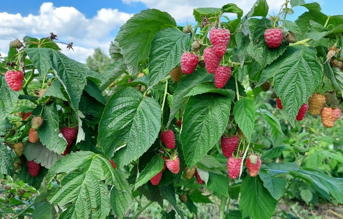 Флокс малина ранняя фото