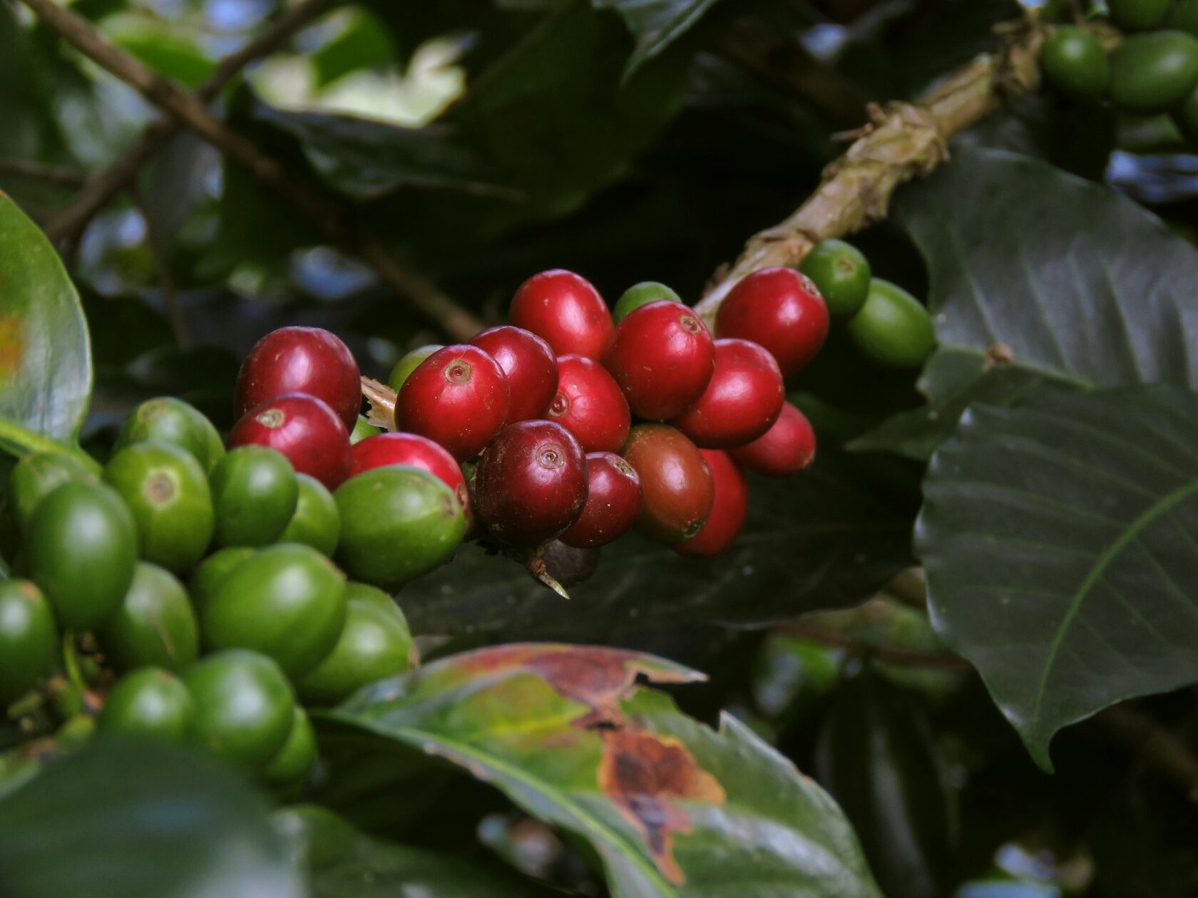 Brocéliande Colombia Huila