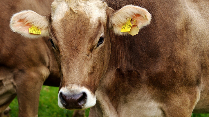 Бельмо на глазу у коровы: симптомы и лечение