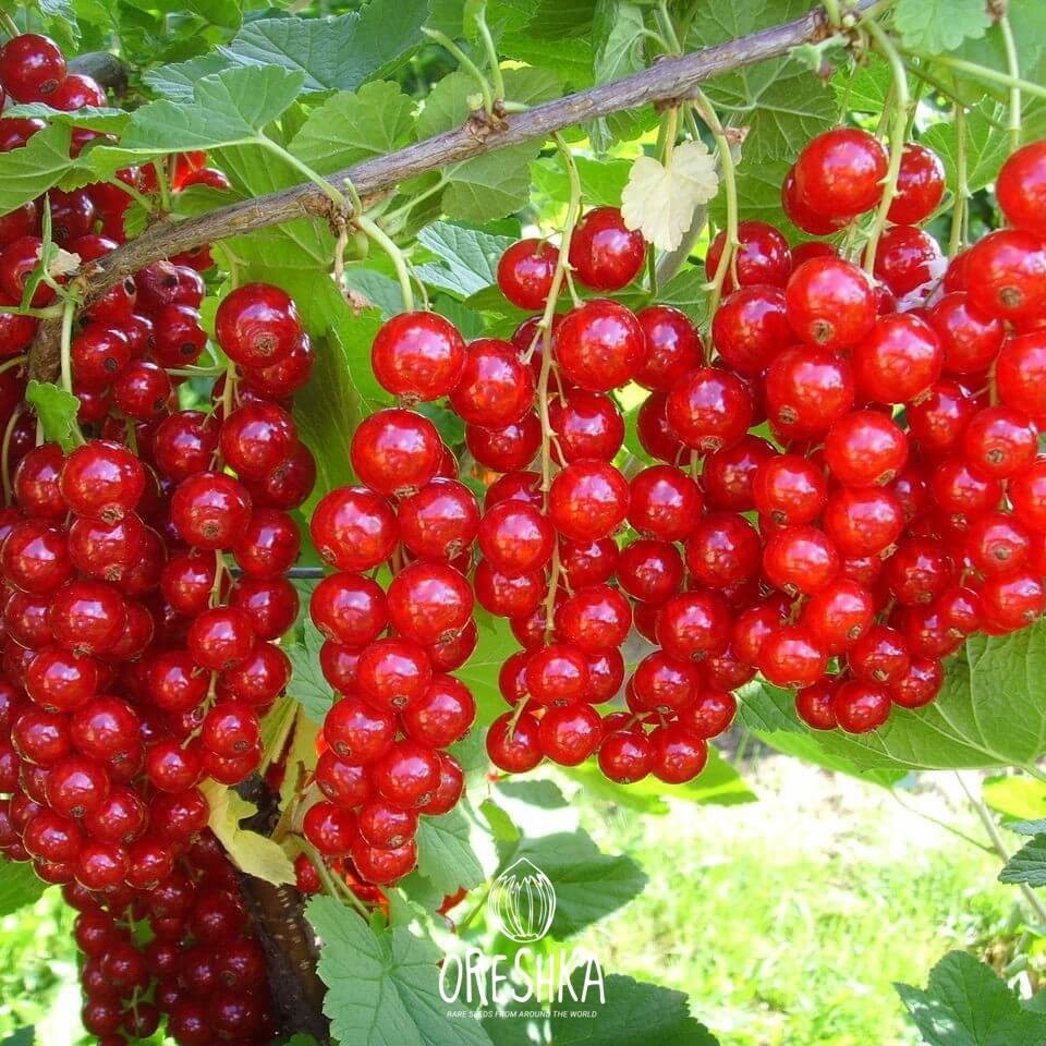 Seeds of Red currant (Ribes rubrum) — 15 pcs