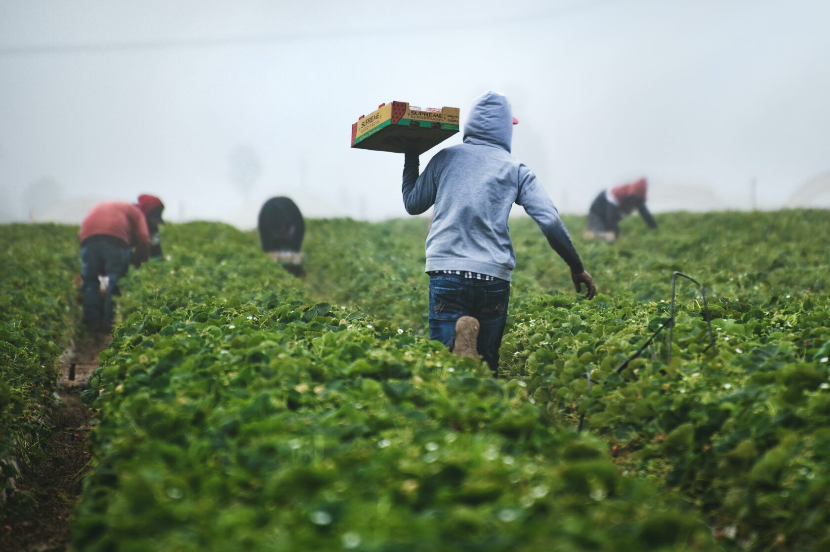 Рабочие собирают урожай
