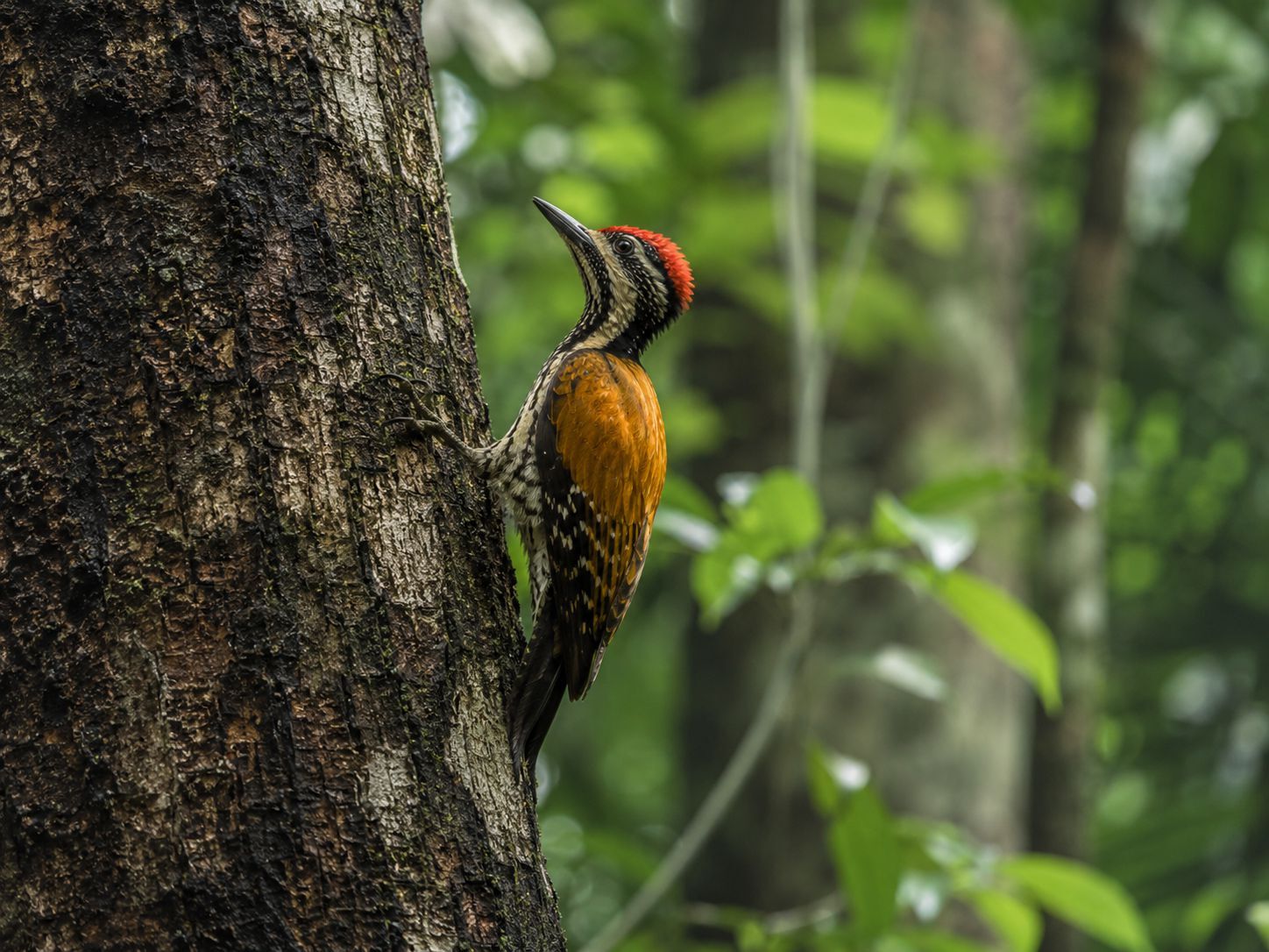 Burung Pelatuk Sampit atau Pelatuk Kundang di batang pohon hutan Kalimantan