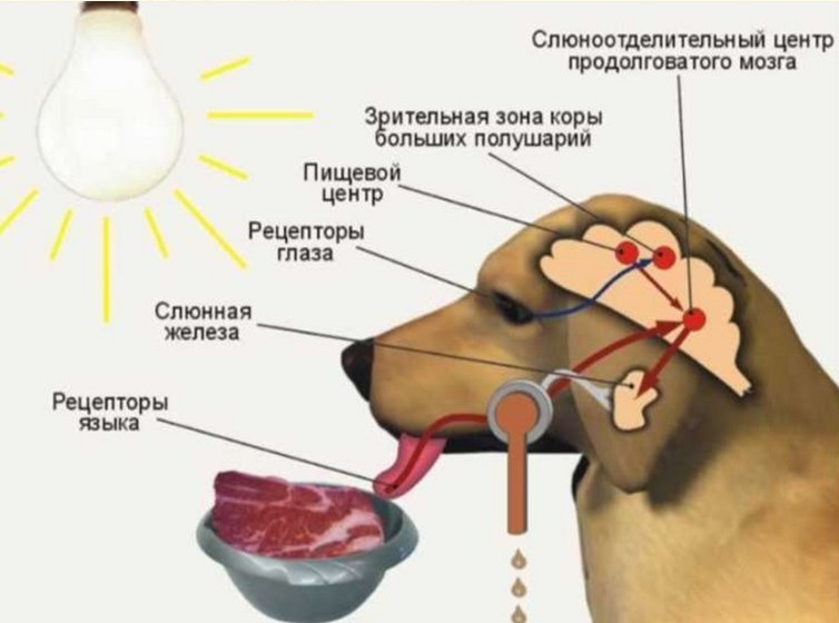 На рисунке изображена схема условного рефлекса у собаки