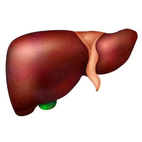 Болит печень