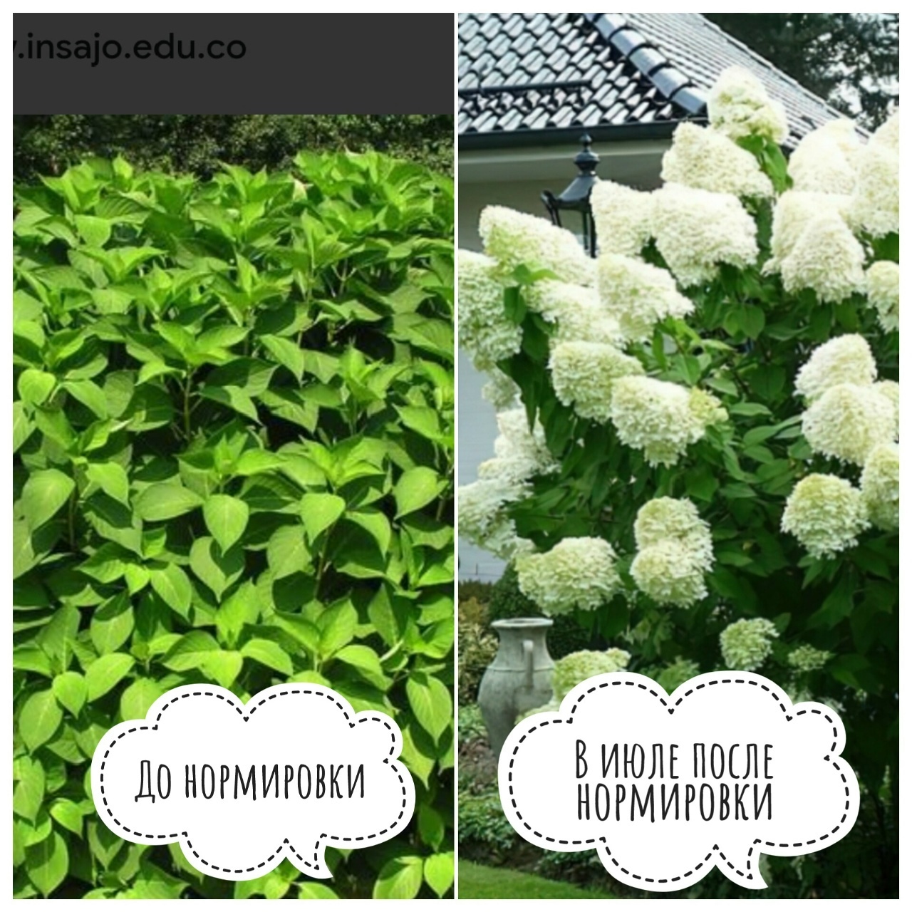 🌸