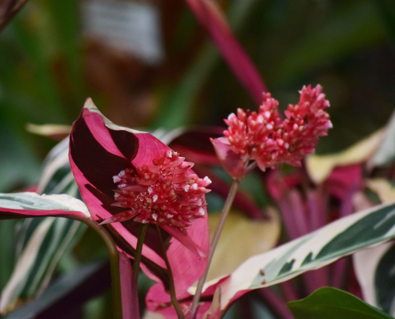 Строманта. Ботанический сад КемГУ. Фото Журавлевой Л.В.