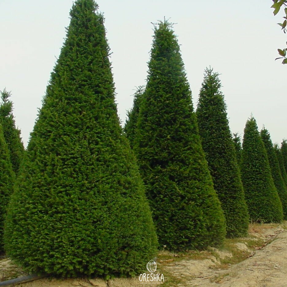 Seeds of Cypress (Cupressus) — 50 pcs