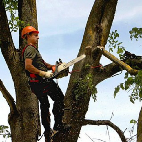 Удаление деревьев в Иркутске