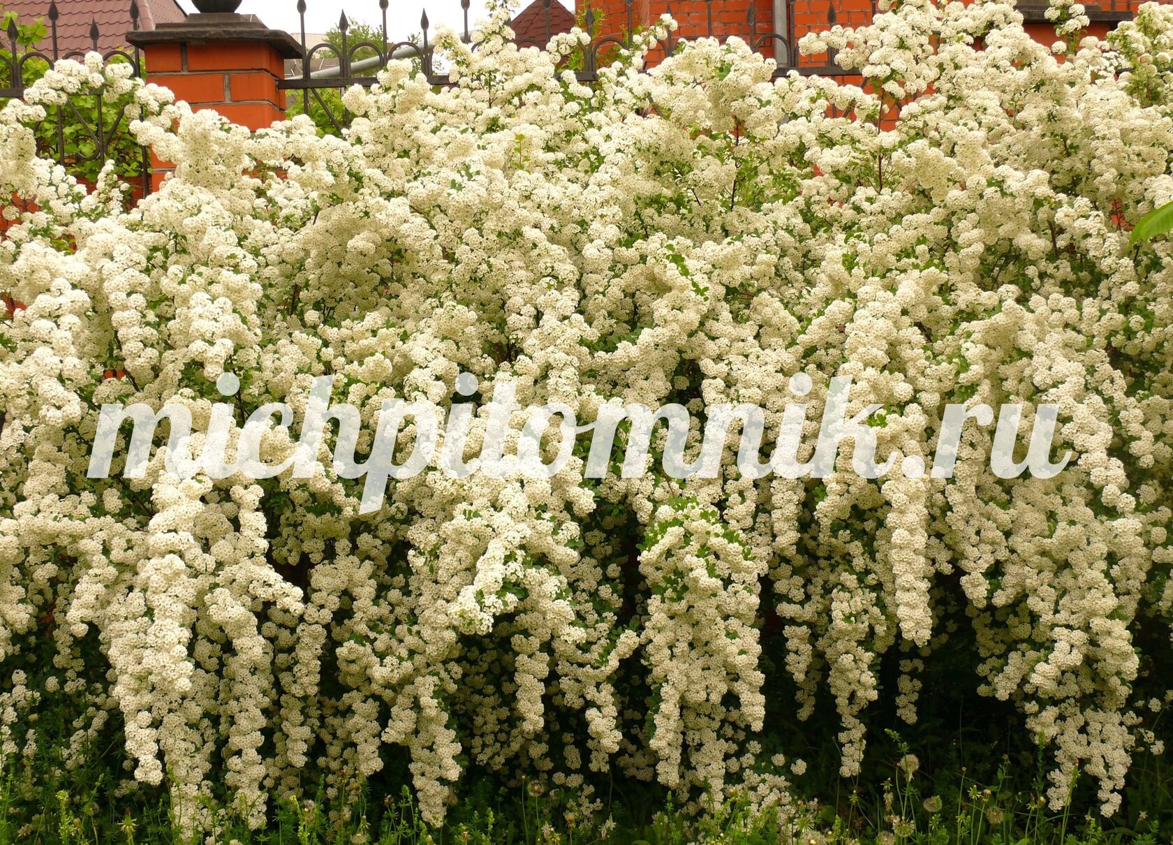 Спирея Вангутта