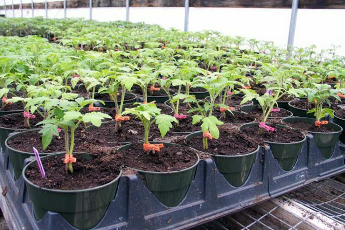 Выращивание рассады помидоров в теплице