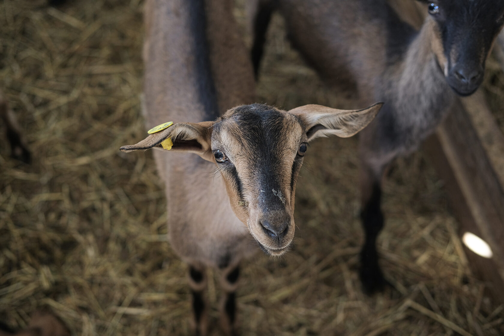 Сыр фермерский из козьего молока
