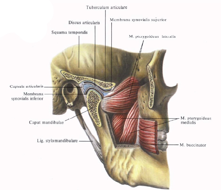 Суставной бугорок ВНЧС. Височно-нижнечелюстной сустав Сагиттальный распил. Анатомия и строение ВНЧС мышцы. Височно-нижнечелюстной сустав анатомия.