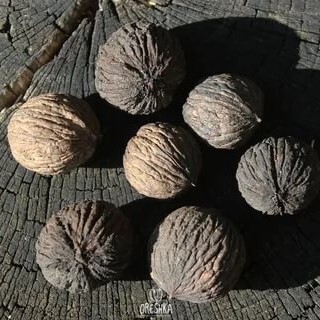 Juglans microcarpa limestone calcareous habitat rocky thin soil mountain Texas