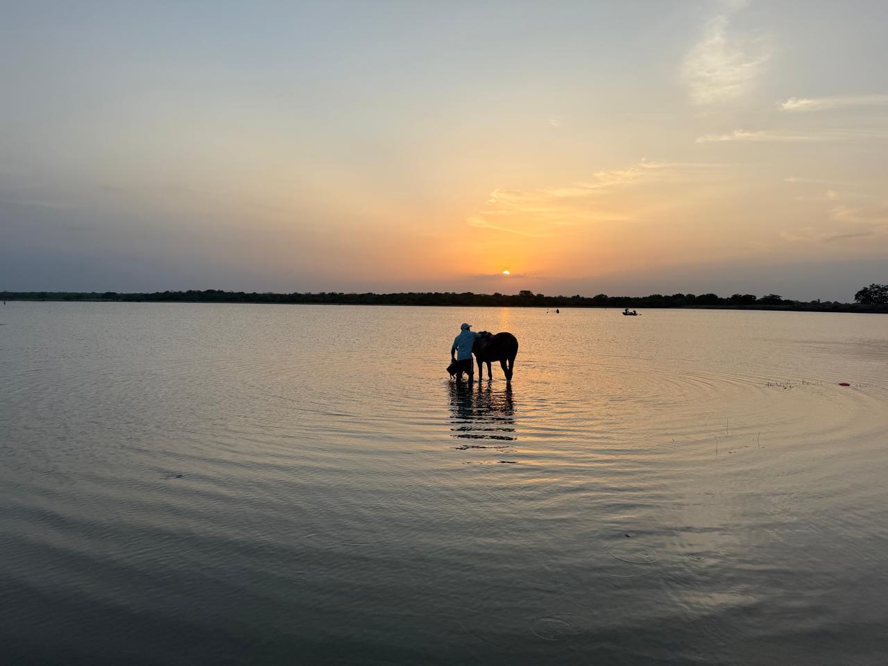 A horse enjoying a dip after a signature trail ride in Sri Lanka.
