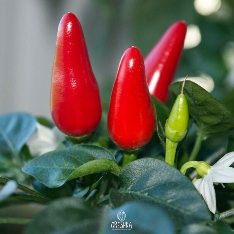 Seeds of Hot pepper Purira (Capsicum) — 5 pcs
