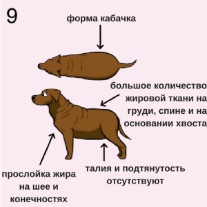 Ложная беременность у собак - признаки, что делать