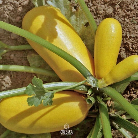 Seeds of Zucchini yellow-fruited (Cucurbita pepo subsp. Pepo) — 10 pcs