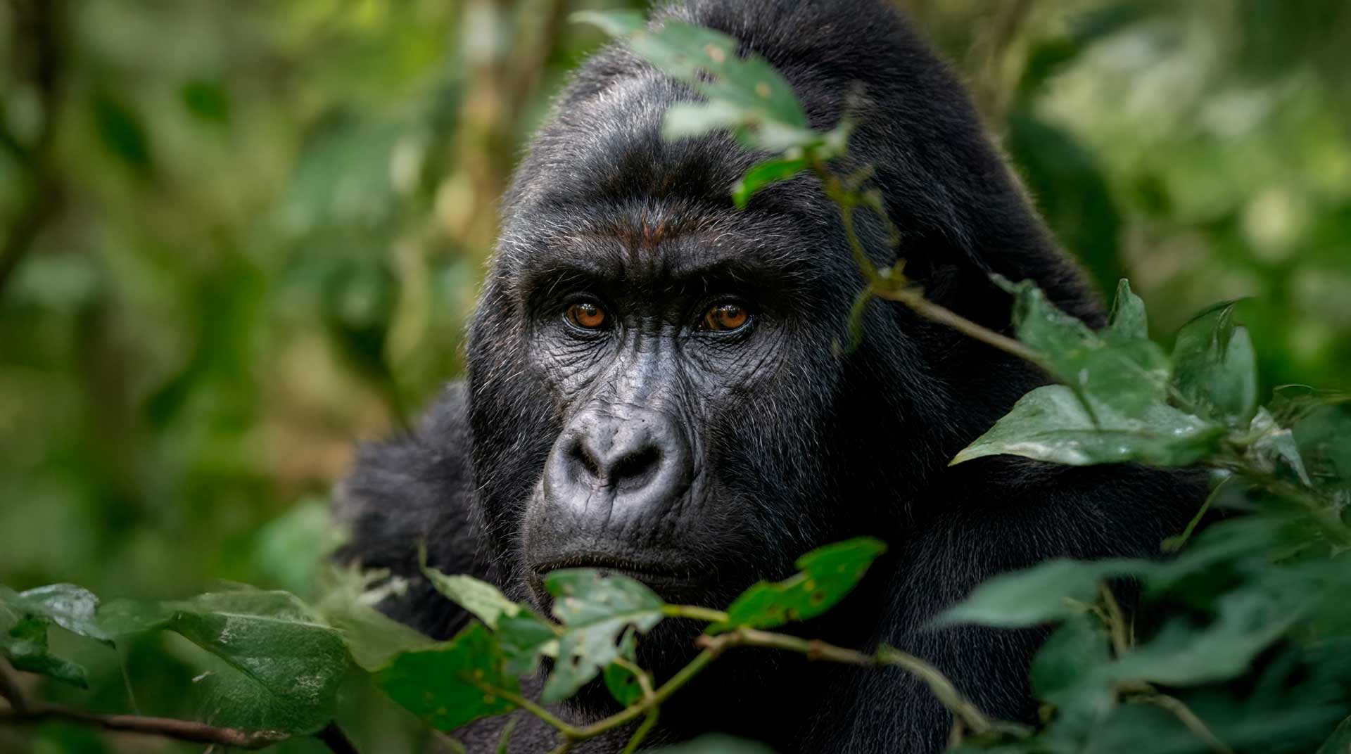 Руанда — экспедиция к гориллам YARD TRAVEL