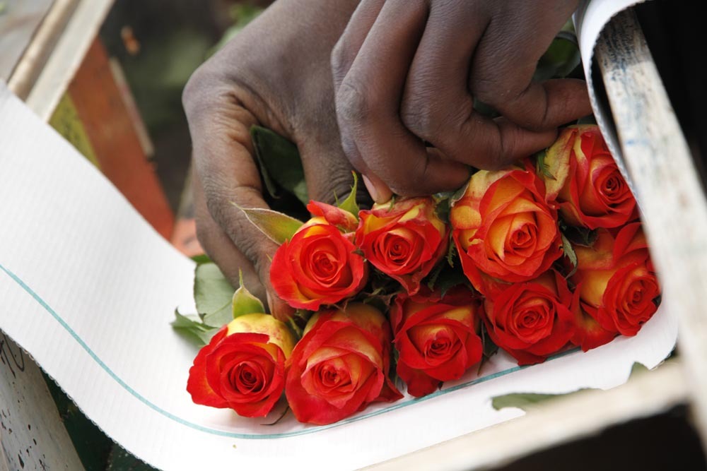 Плантация AAA Roses действительно показала себя как премиального производителя роз. Компания отличается должным уровнем сервиса и отличным качеством продукции