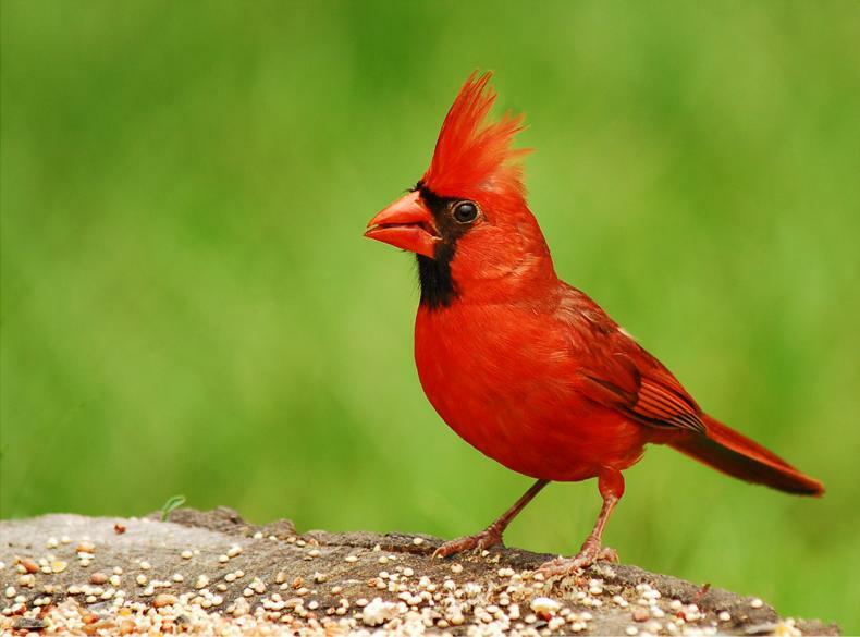 Птица-кардинал. Фотография U.S. Fish and Wildlife Service.