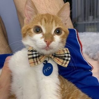 Фотография кота на руках ветврача