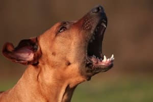Хроническая кашель у собак