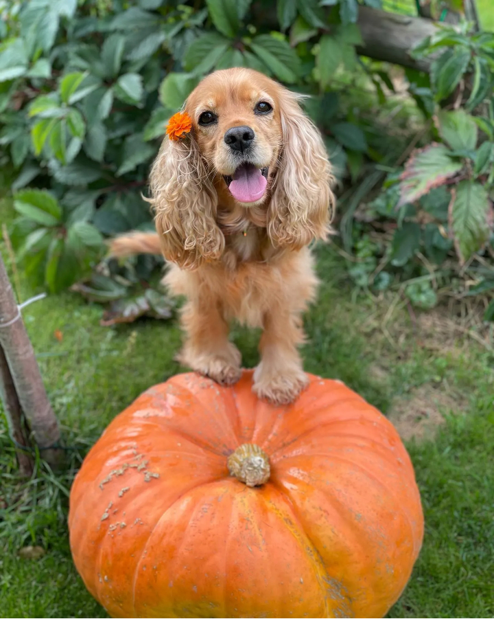 Зоогостиница