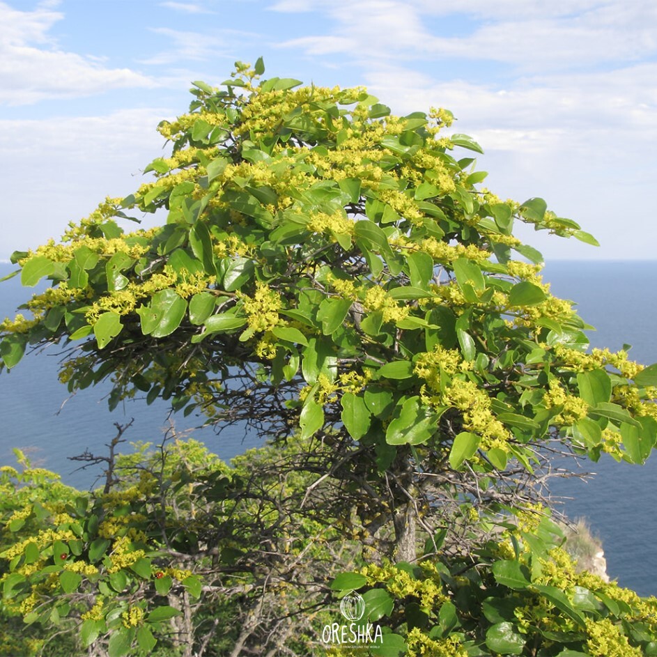 Seeds of Jerusalem thorn (Paliurus spina-christi) — 10 pcs