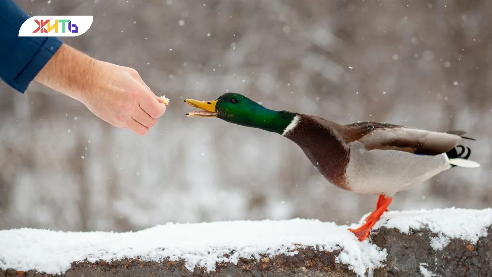 Кормление утки