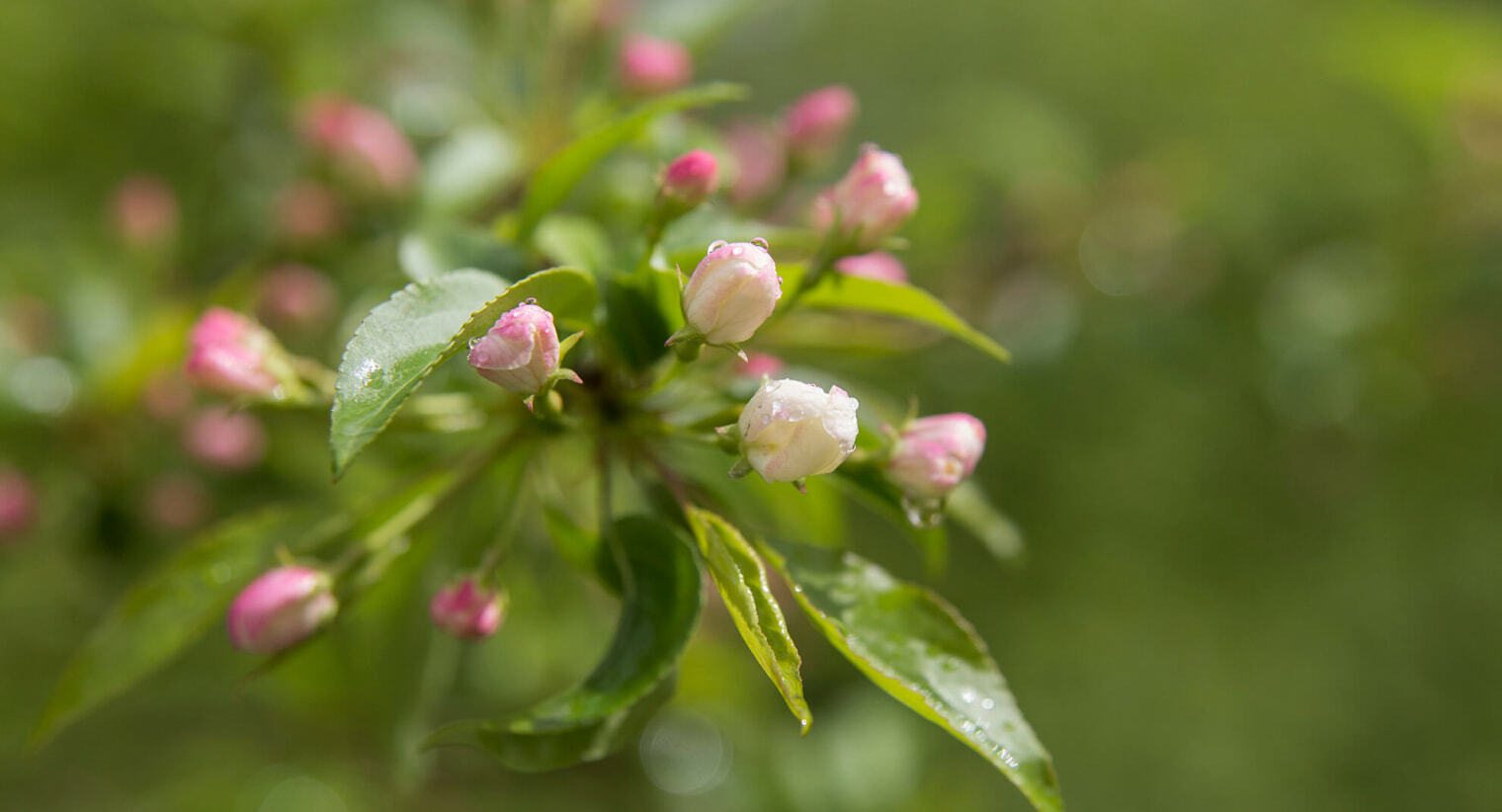 Цветущая ветвь в дендрарии краеведческого музея