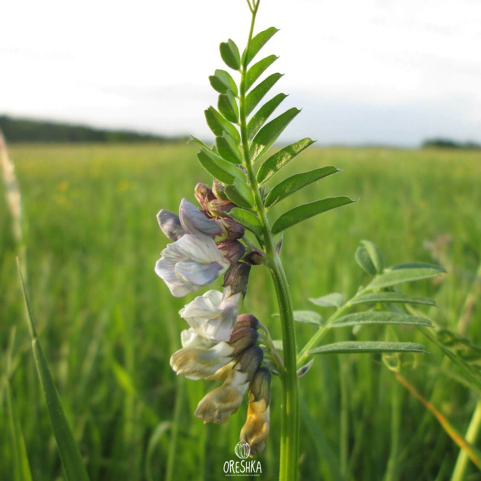 Vicia sepium – горошек заборный