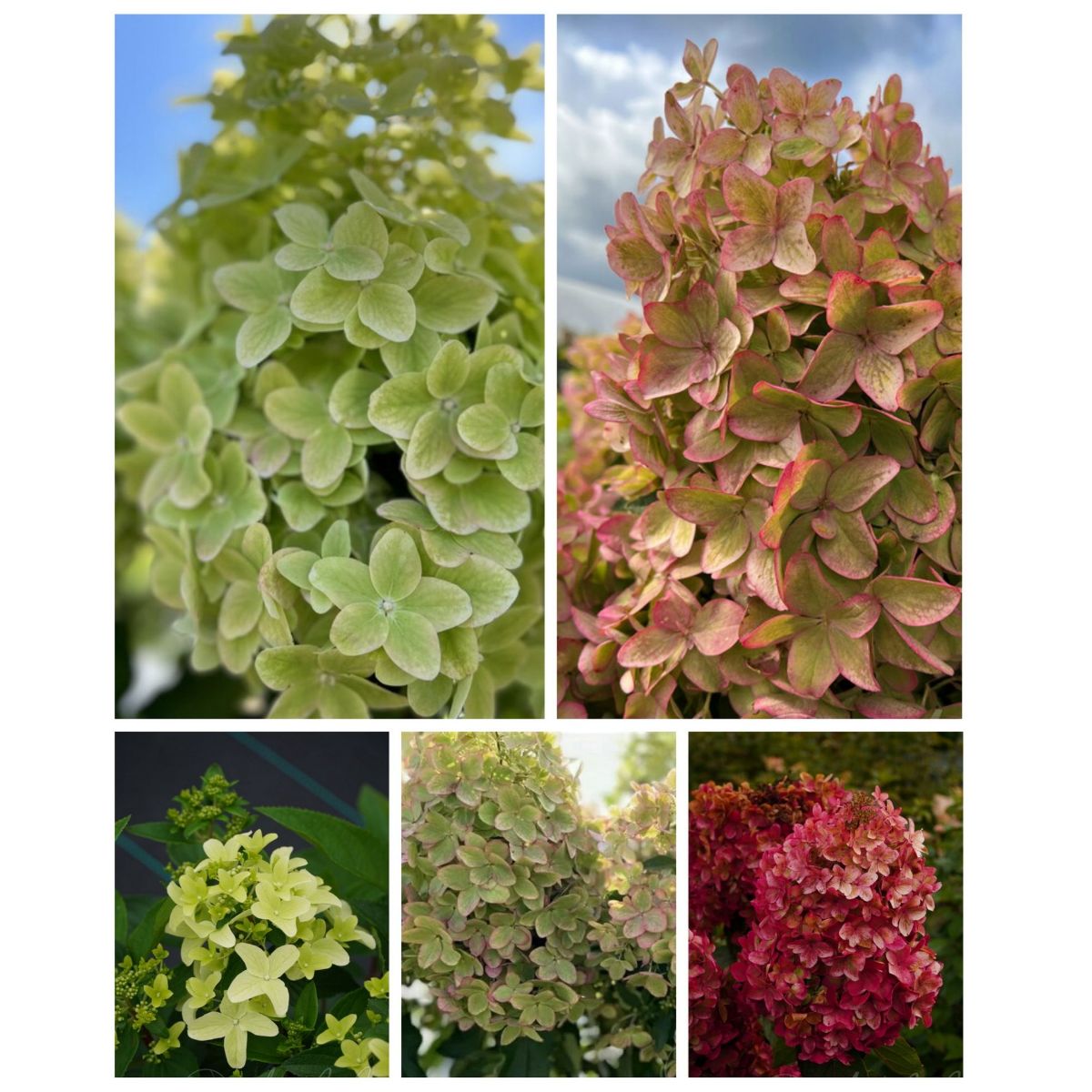 Гортензия метельчатая металлика